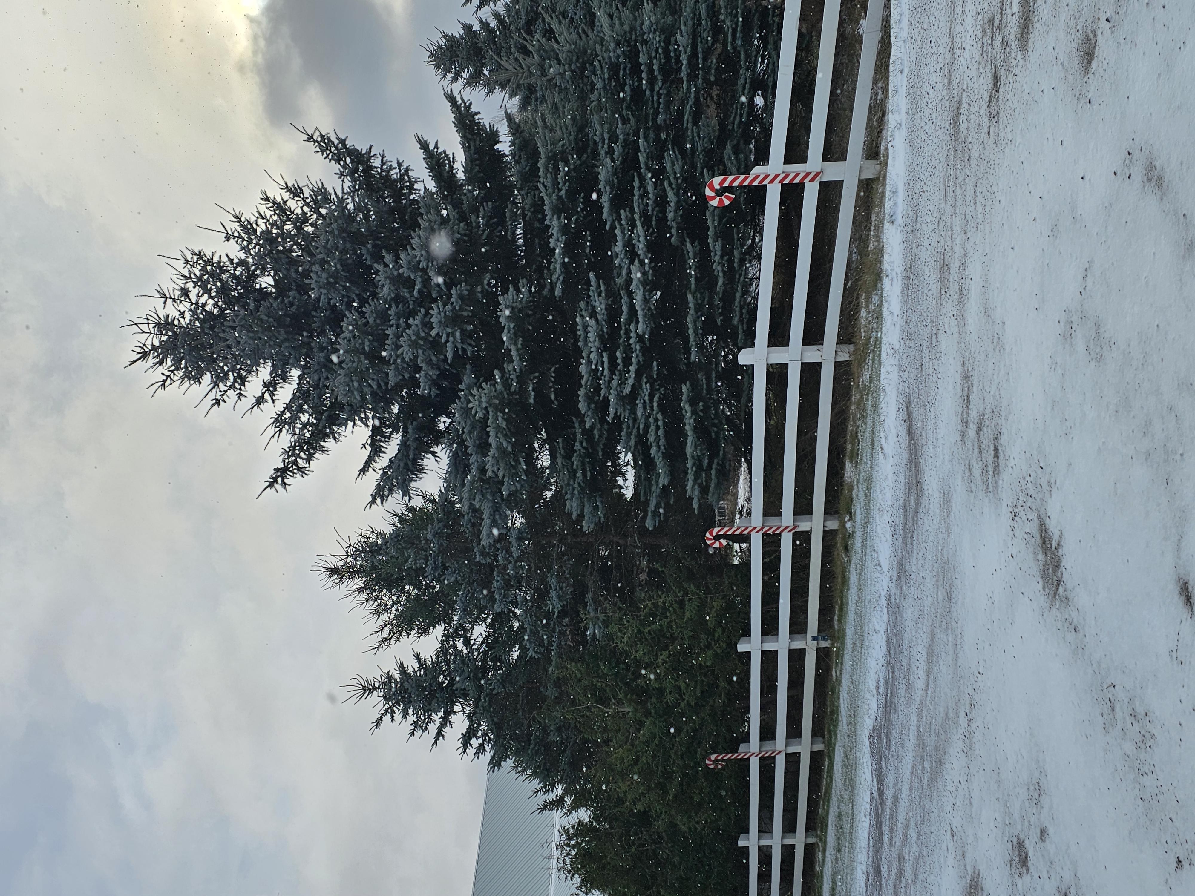Dufferin Christmas Tree Farm property in Mono, Ontario