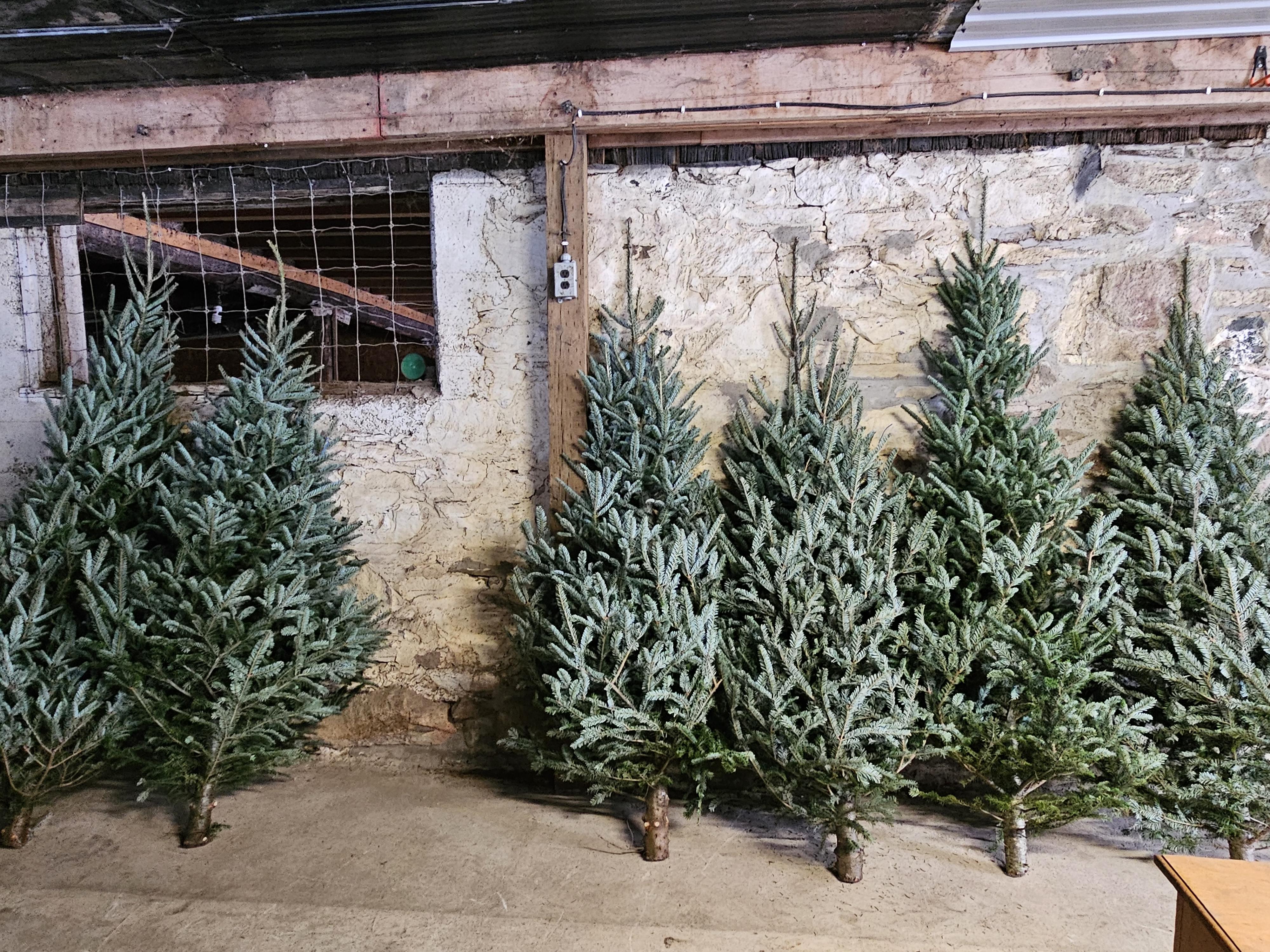 Fresh fir, pine and spruce Christmas trees at Dufferin Christmas Tree Farm
