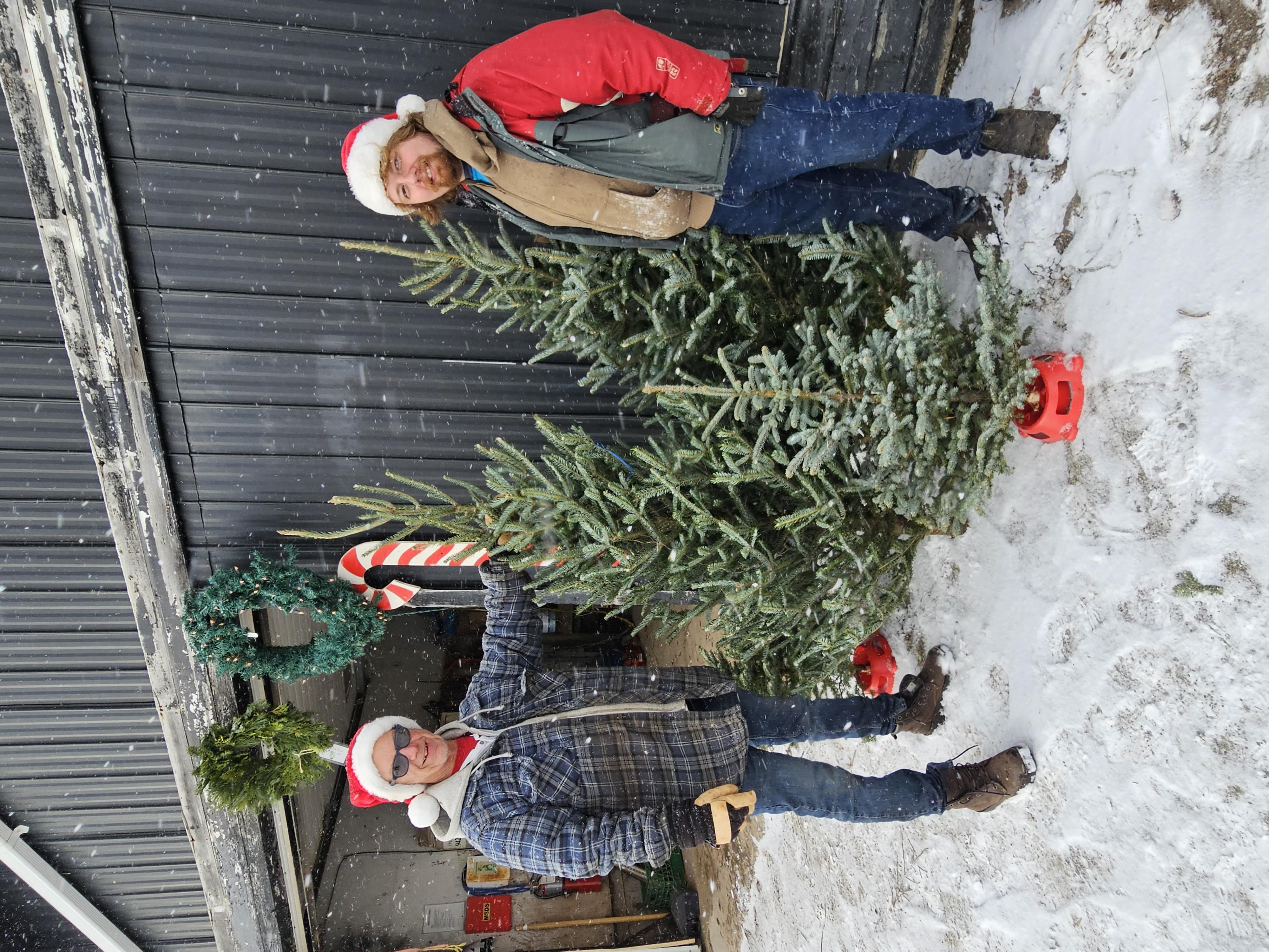 Visitors choosing locally grown Christmas trees at Dufferin Christmas Tree Farm in Mono